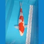 kohaku F 41