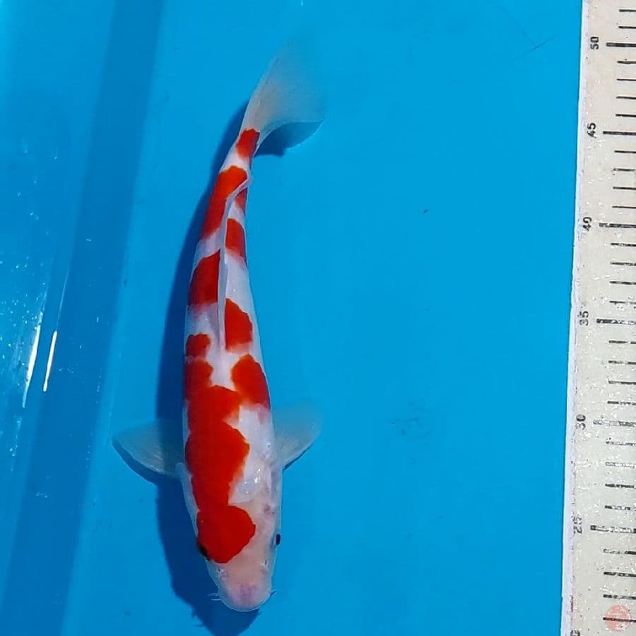 ORIGINAL KOHAKU 29 CM