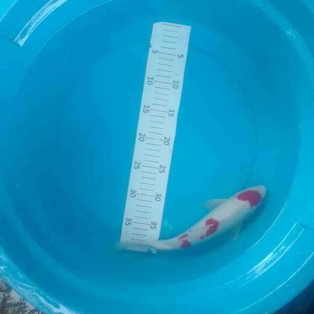 kohaku step