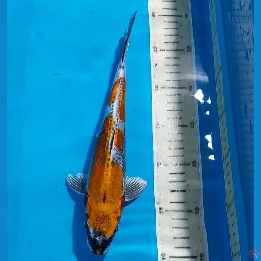 KIKOKURYU 27 CM