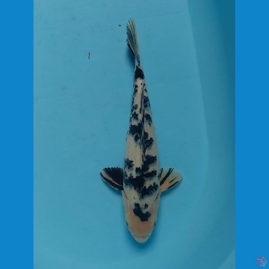 shiro bekko 35 cm male