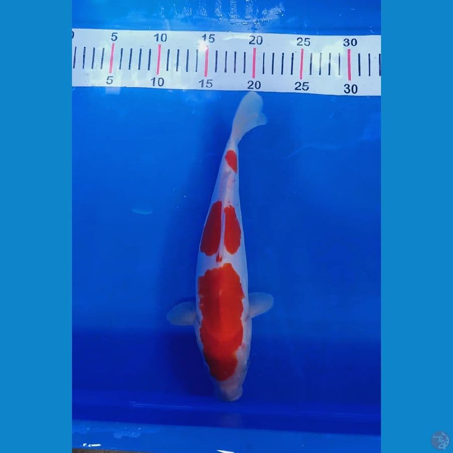 Doitsu 29cm