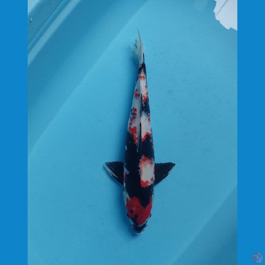 showa 38 cm male 
