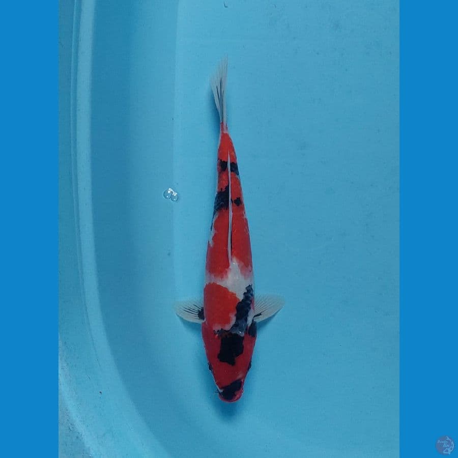 showa 31 cm male