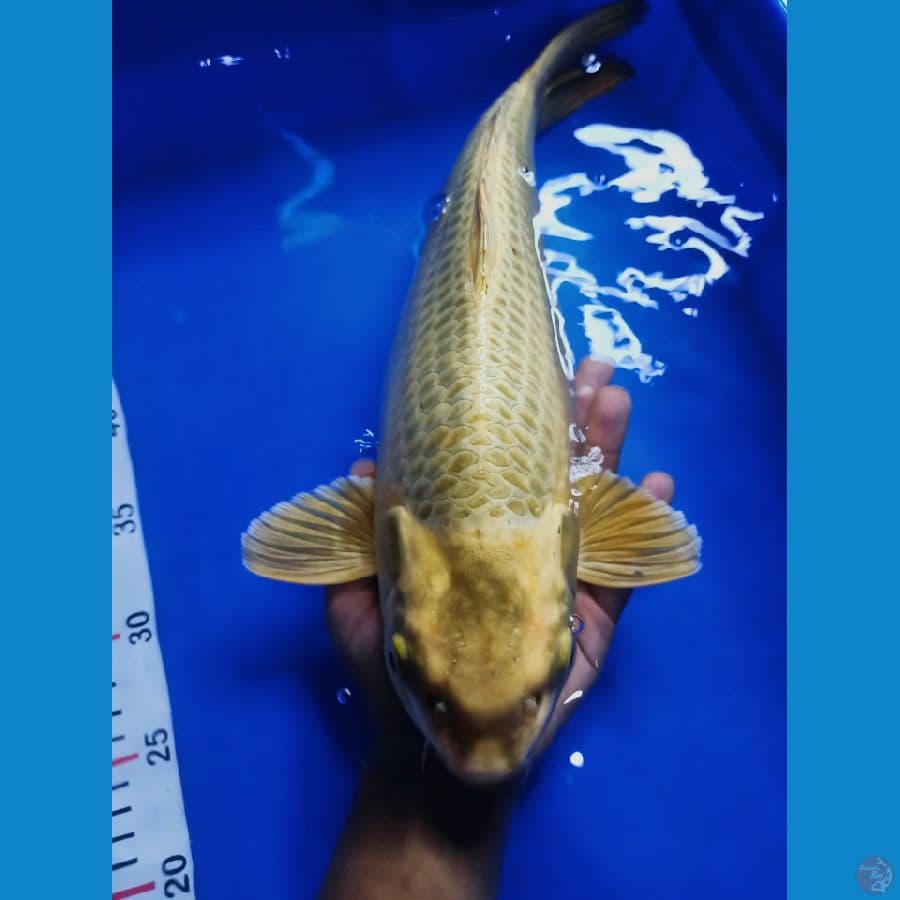 Mukasi Gold 41cm Bulky