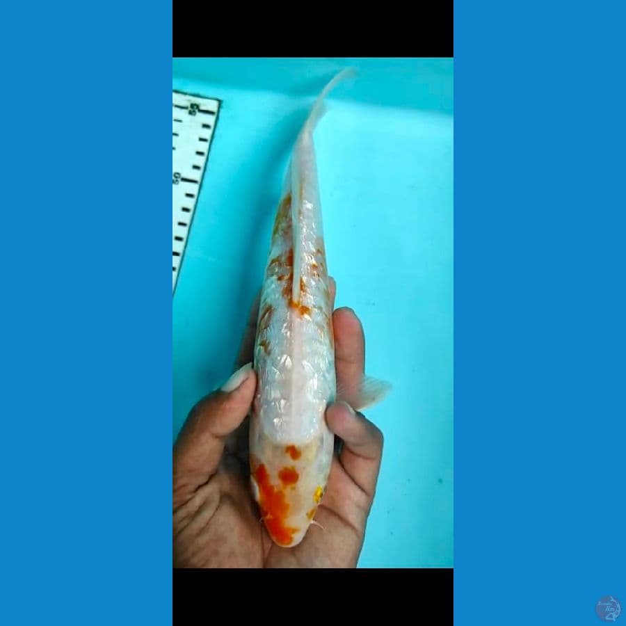 antikan 26cm