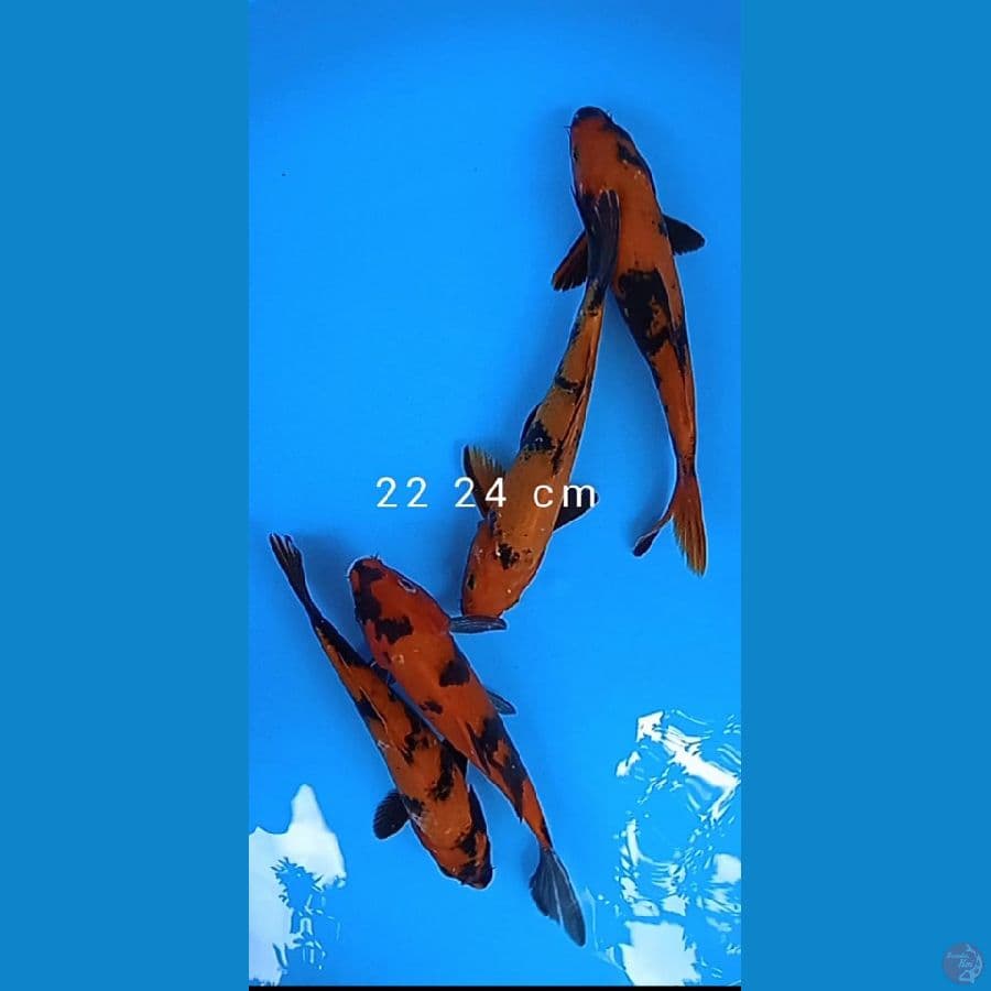 4 ekor hi showa size : 22 24 cm 