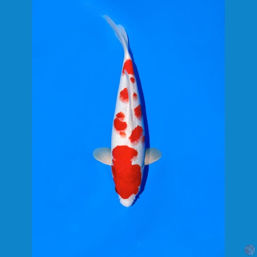 Kohaku Sakura +- 35cm F