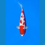 Kohaku Sakura +- 35cm F