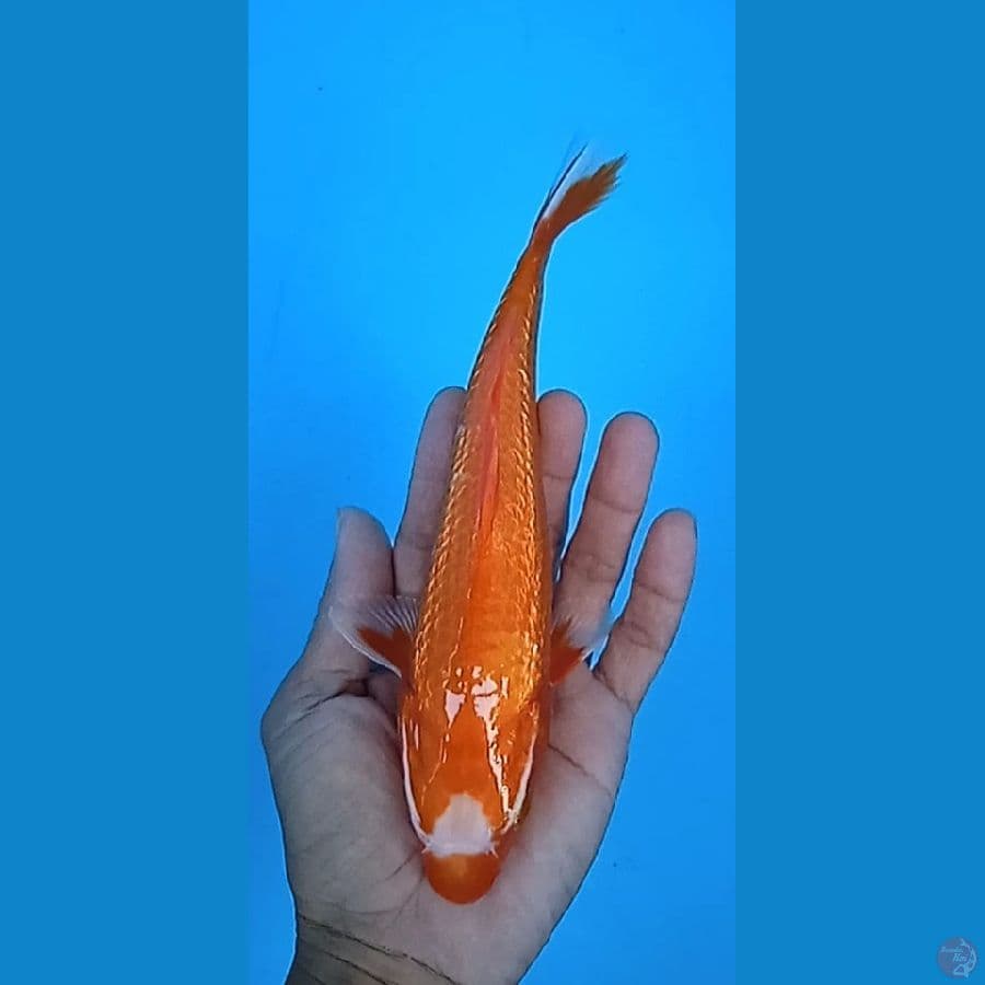 akahajiro gindrin alami segi,3 sise : 21 cm 