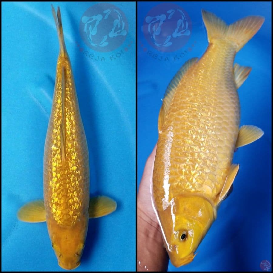 KARAMEL 38 CM FM