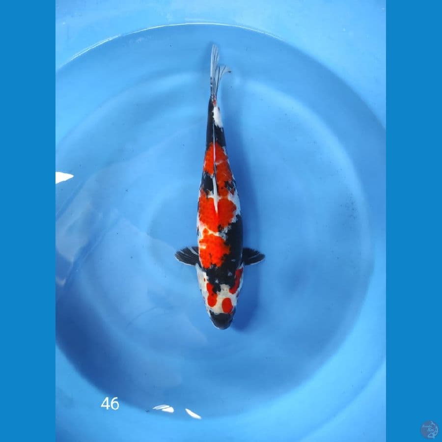 SHOWA FEMALE 46 cm