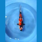 SHOWA FEMALE 46 cm