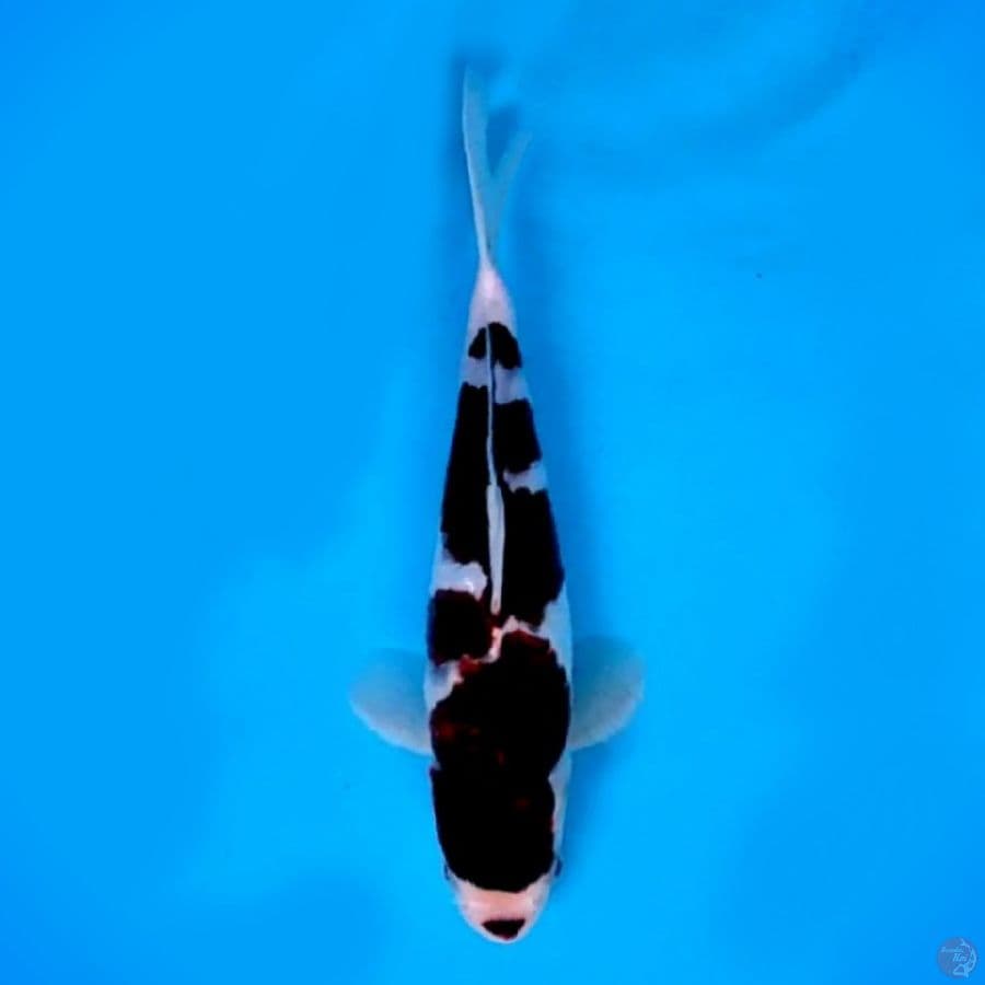 BUDO KOROMO #27 cm male original