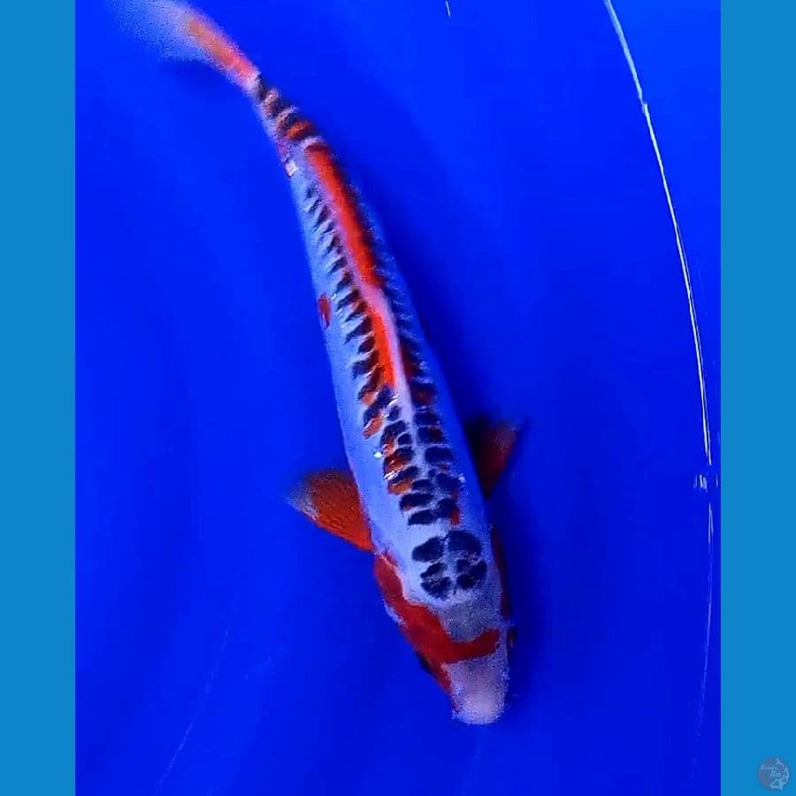 hana sushui 31 cm
