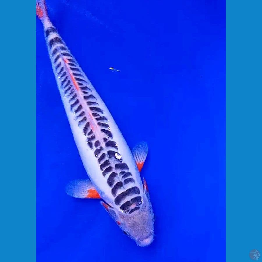 hana sushui 33cm