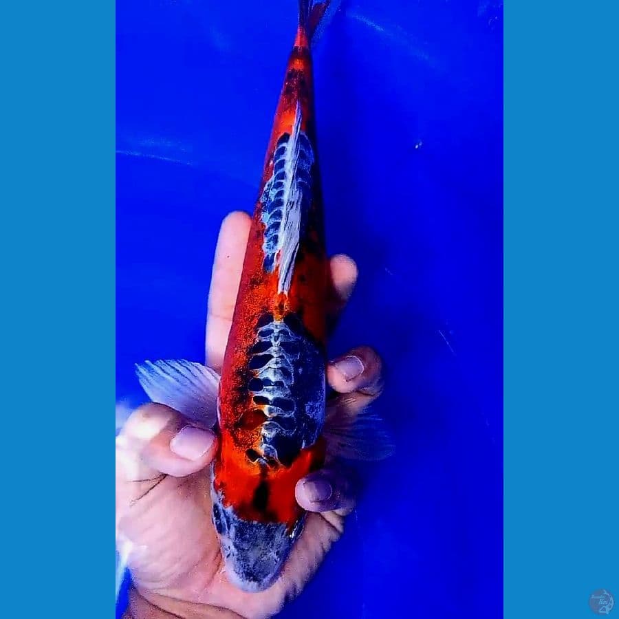 benikiko 30 cm