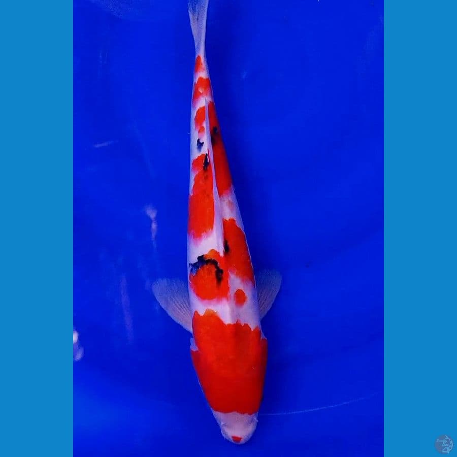 sanke 41 cm
