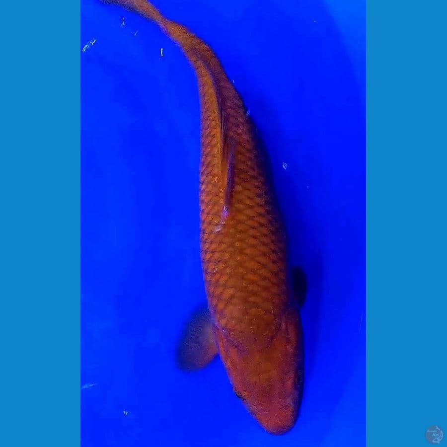 jumbo caghoi f 44 cm