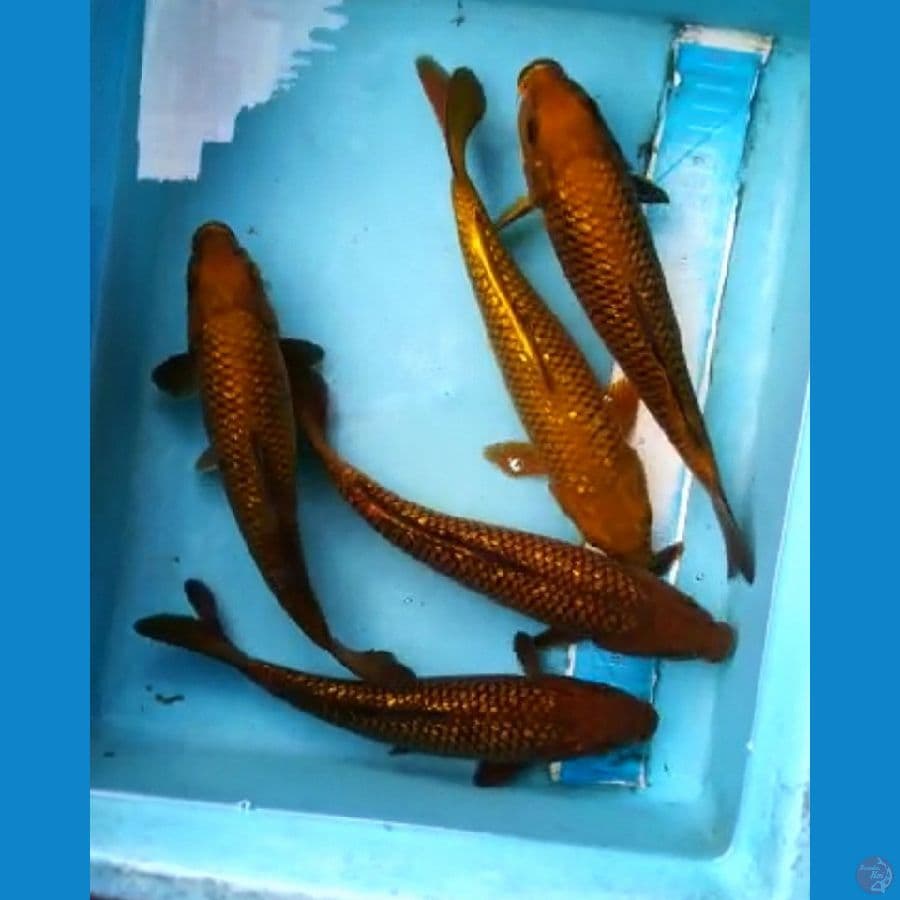 Paket 5 ekor chagoi ginrin 26-27 cm