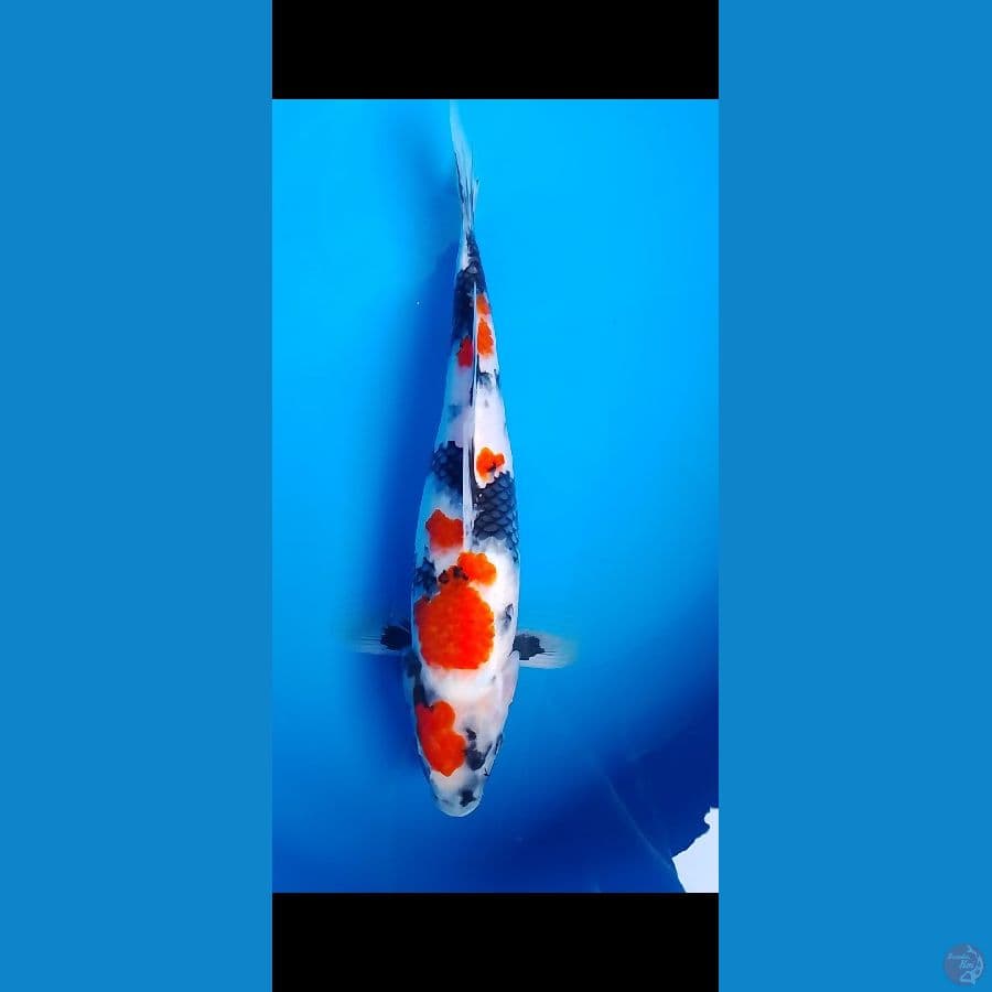 showa 35 cm 