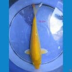 KARASI CORN 26 CM 