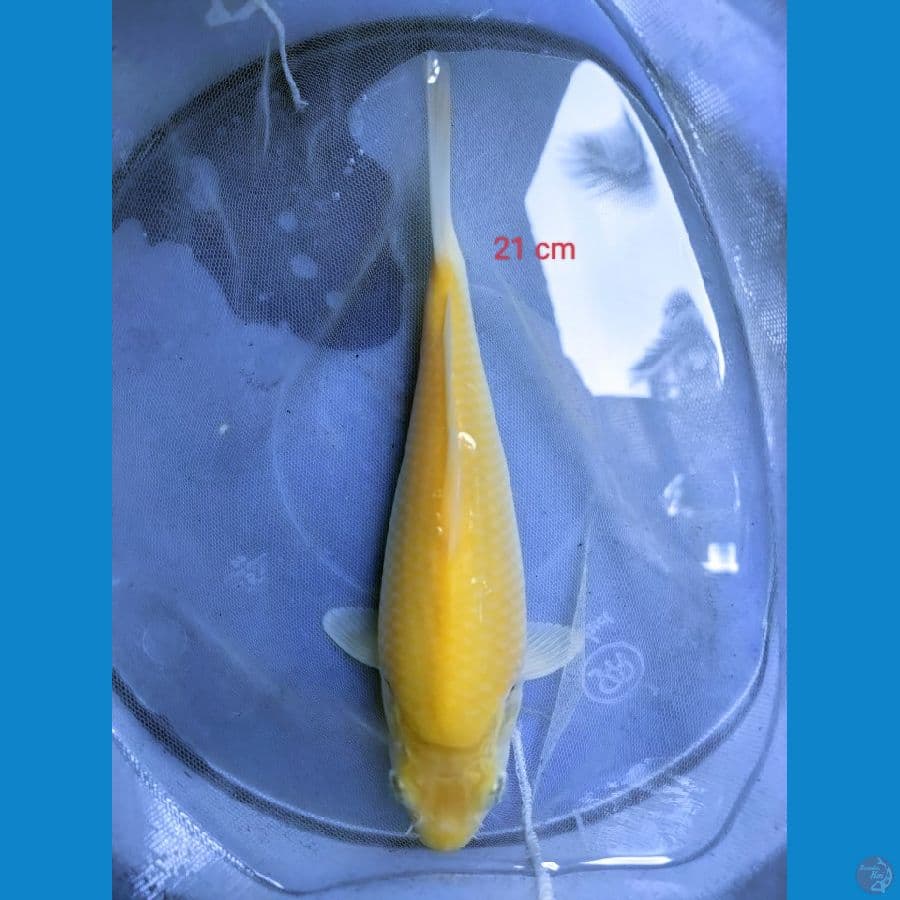 KARASI 21 CM Bakat Munuk