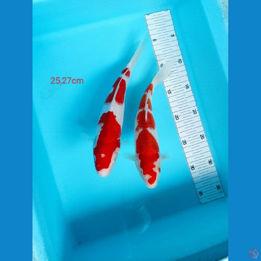 25,27 cm pkt kohaku