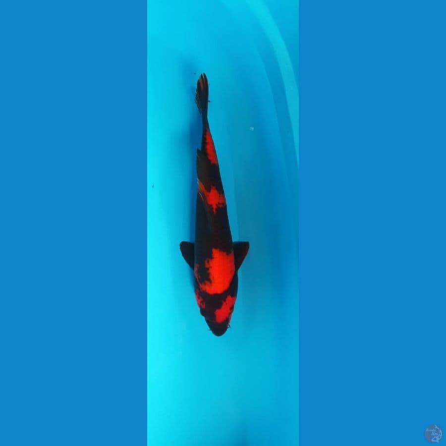 SQ HIU 32CM