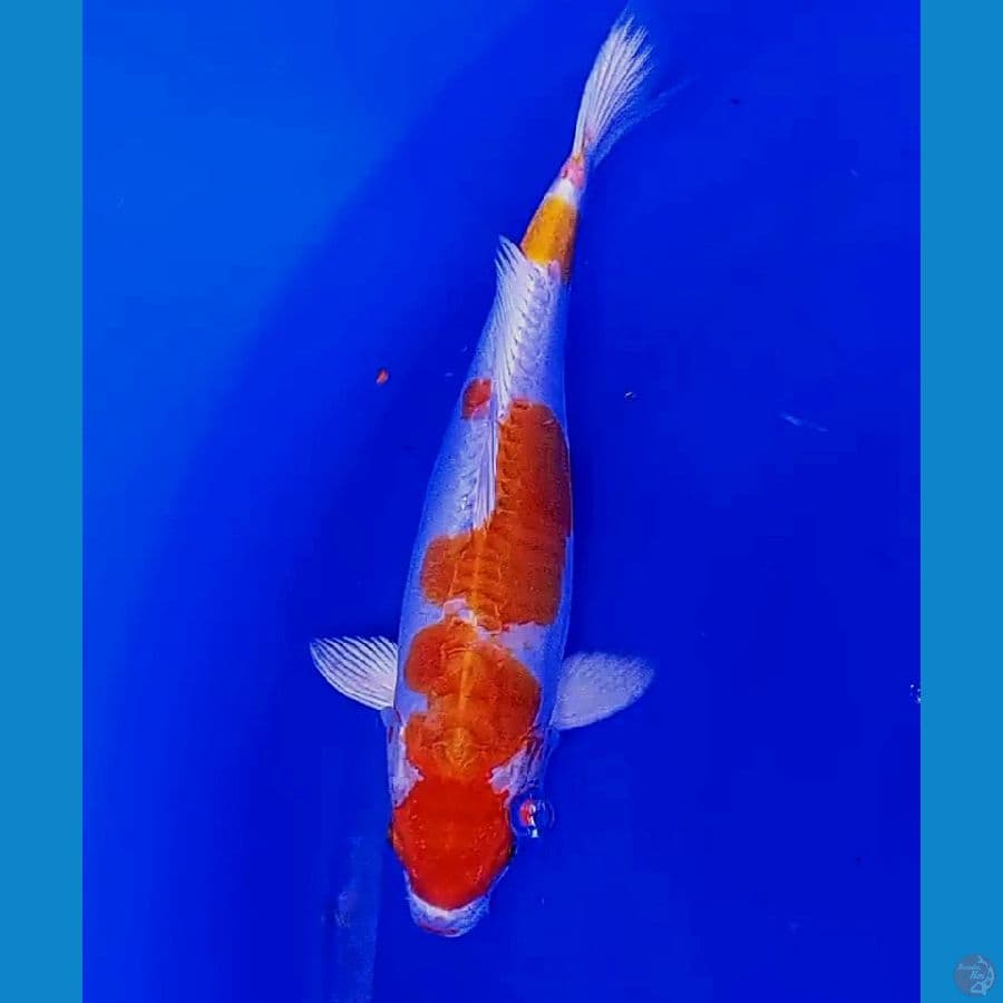 kikushui 32 cm