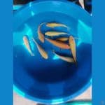 paket karasi karamel 20-25 cm 