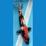 Showa 38cm