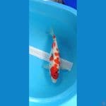 Kindai Showa 34cm