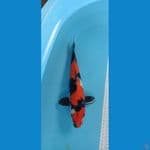 Showa 33cm