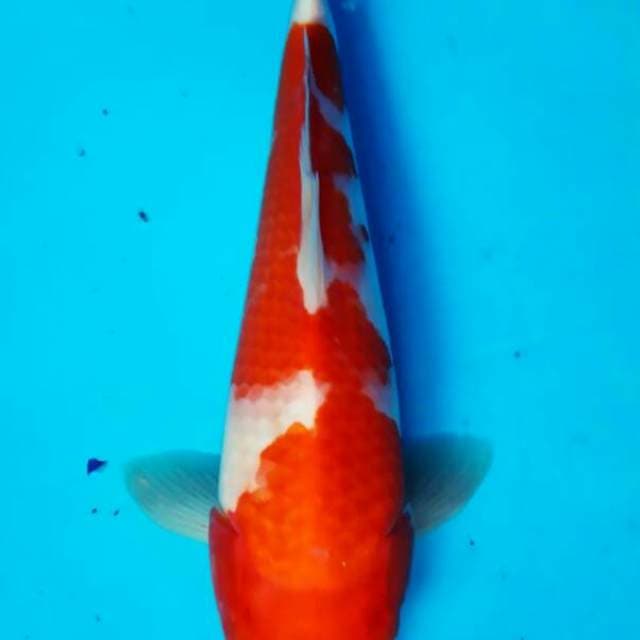 Kohaku