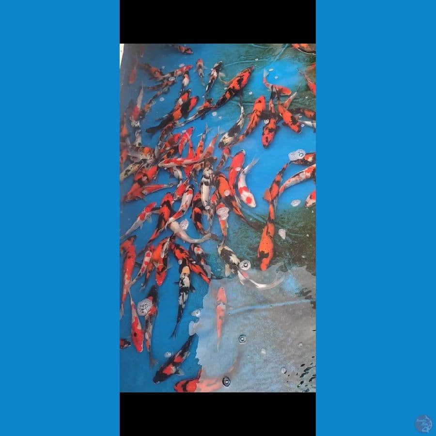 Showa Mix 17-23cm 80 ekor