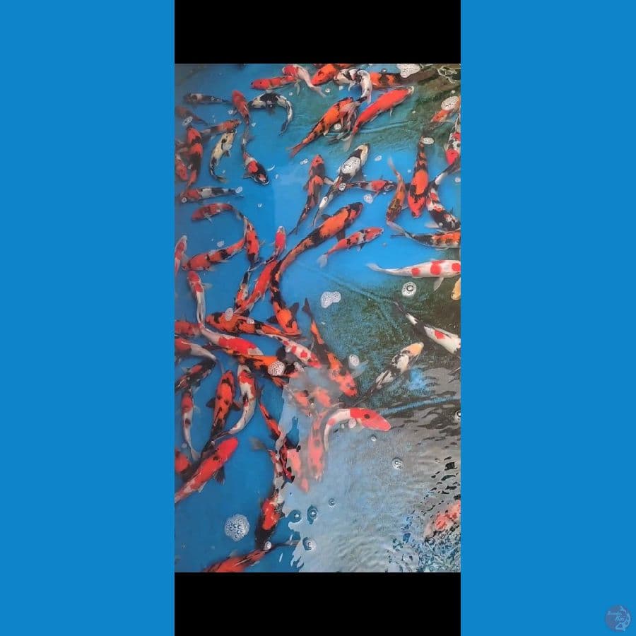 Showa Mix 17-23cm 80 ekor