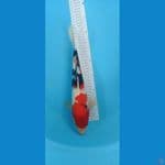 Showa 34cm