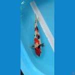 Kindai Showa 36cm