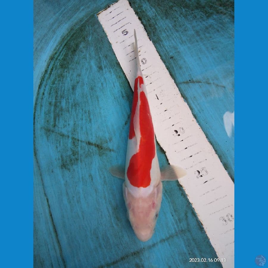 Hot Doitsu Red Strong ory 25cm