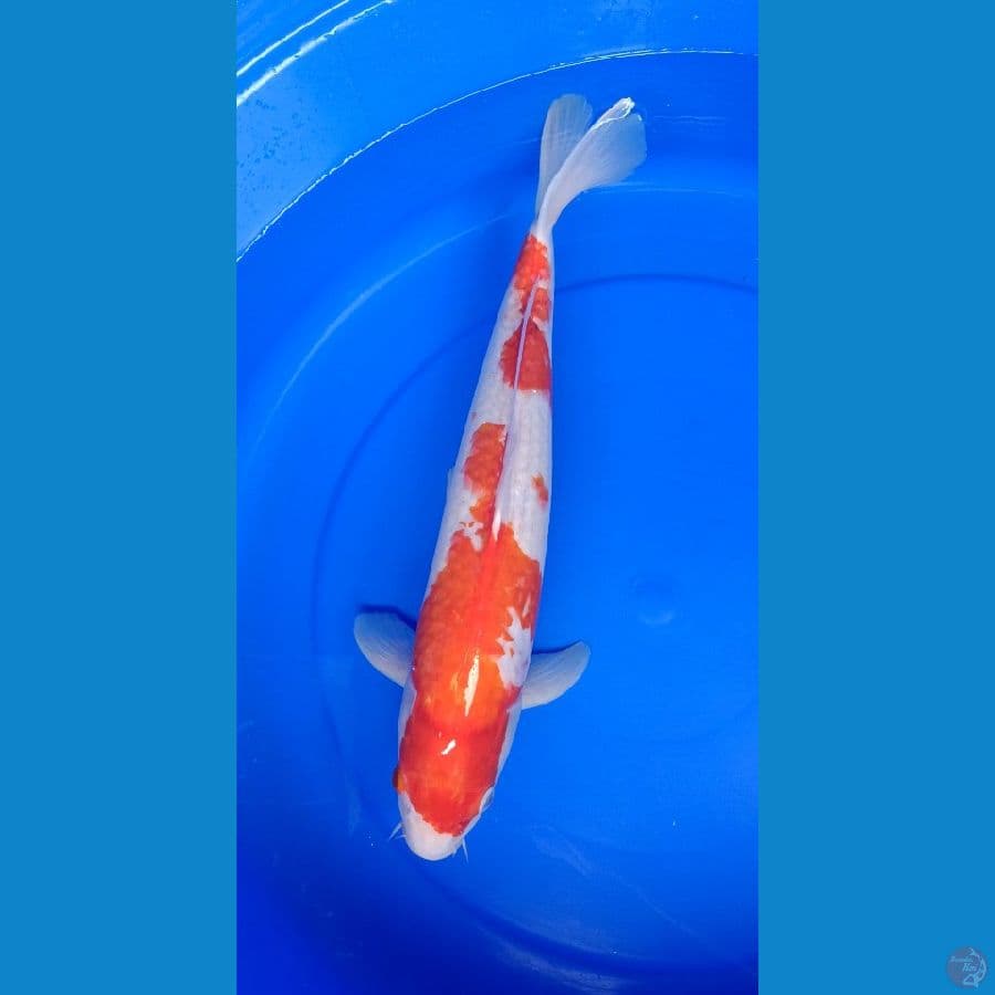 pejantan kohaku 44 cm