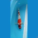 Showa 36cm
