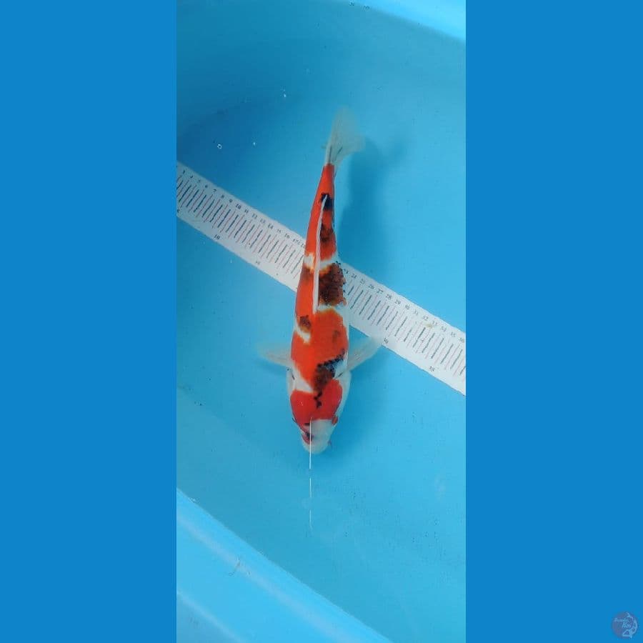 Showa 32cm