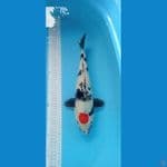 Tancho Showa 38cm