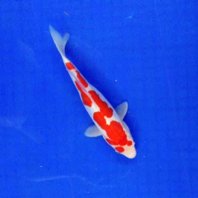Naga api 24cm