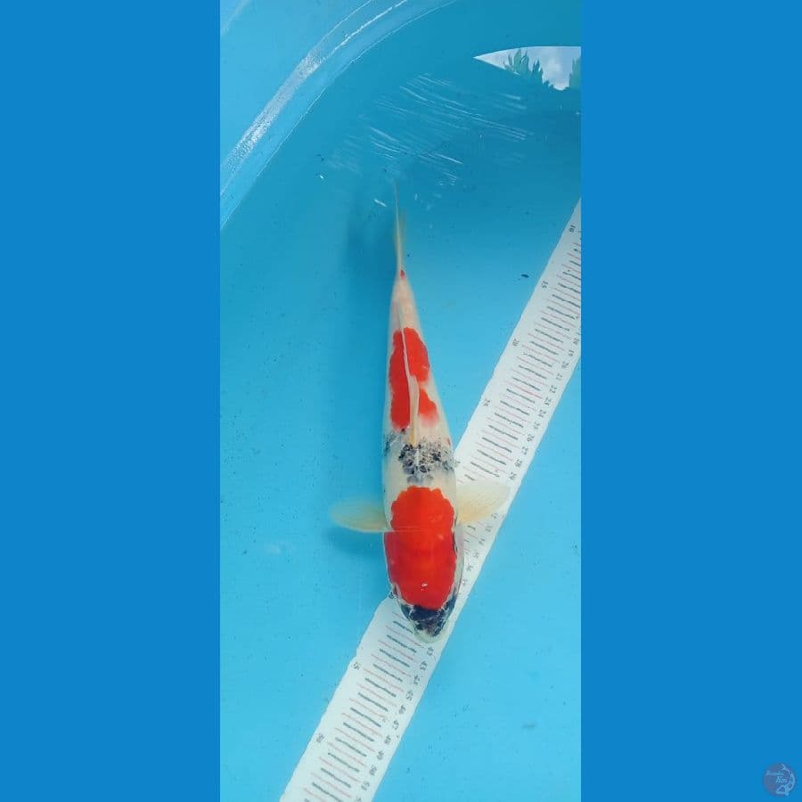 Showa 30cm