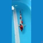 Kindai Showa 31cm