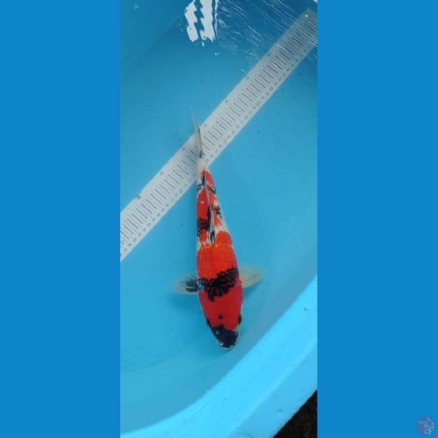 Showa Ginrin 34cm