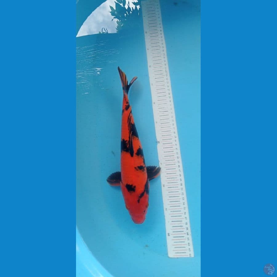 Utsuri 35cm