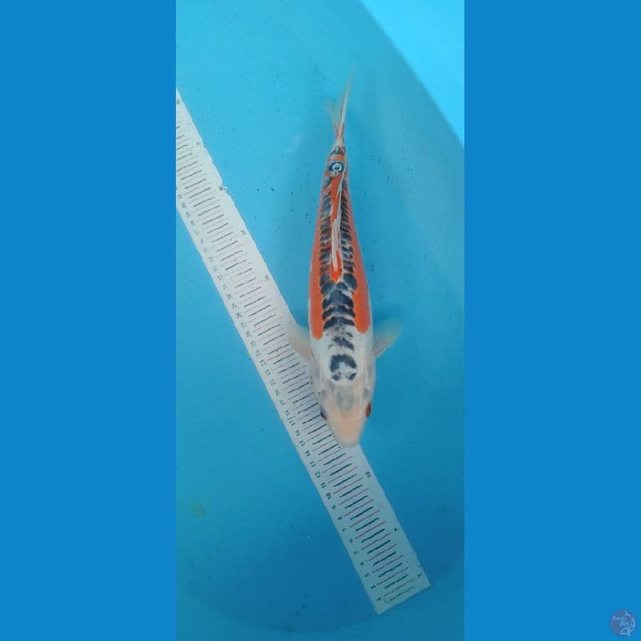 Shusui 34cm